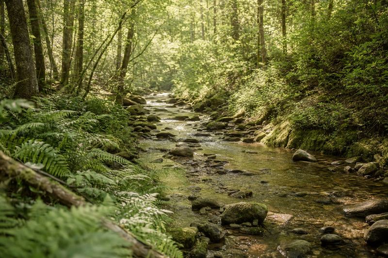 Morning light crossing a clear woodland creek