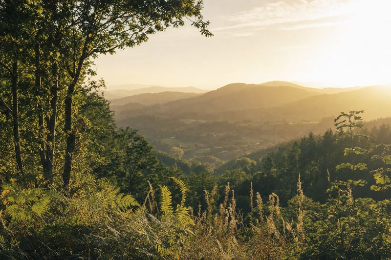 Soft light settling across a green fern valley