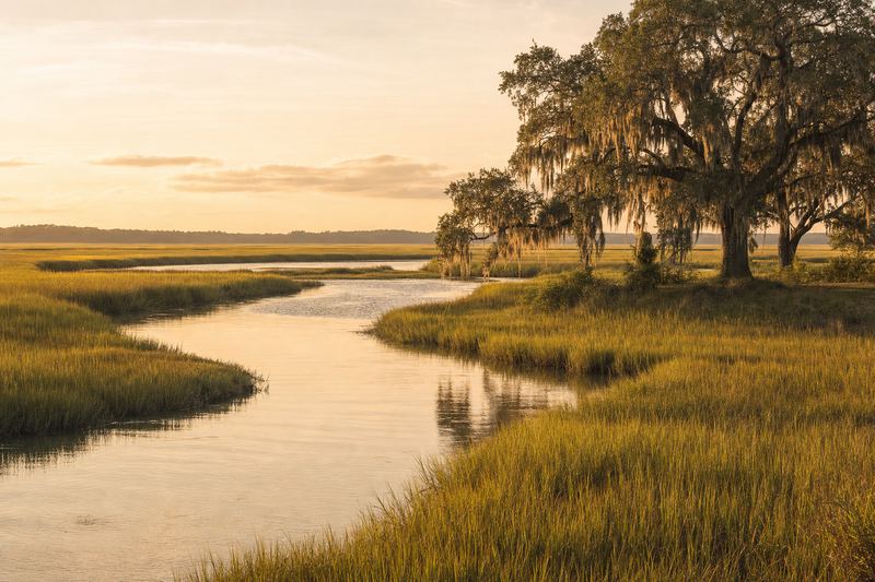 Live oaks overlooking a bright coastal marsh