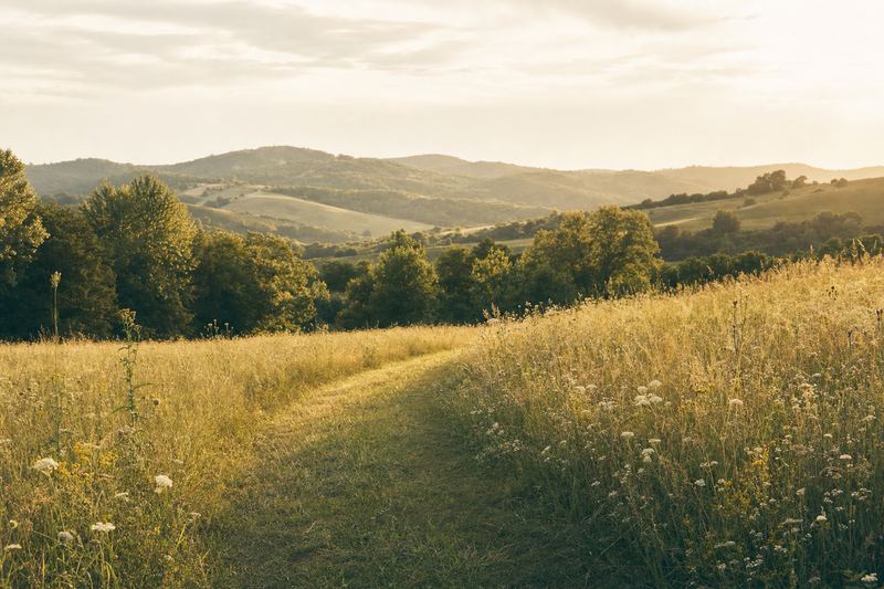 A sunlit path winding through a green meadow