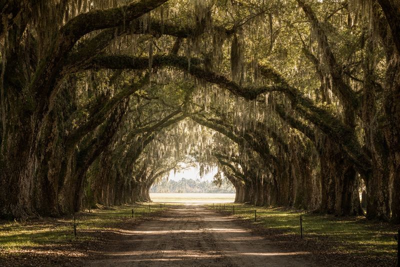 Sunlight filtering through a broad oak canopy